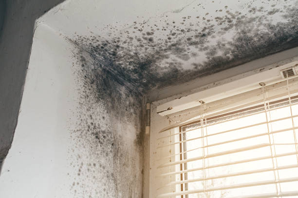 Affordable Mold Cleanup solutions in Byron Center, MI