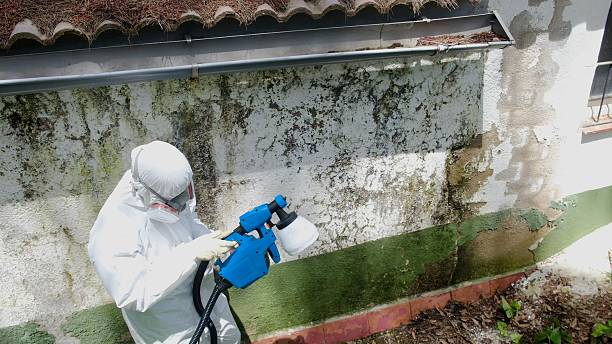 Top rated local Mold Cleanup specialists in Byron Center, MI